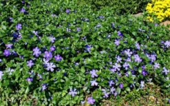 Bigleaf Periwinkle (Vinca Major) - 6 Pack Of Pint Pots -Plant Promotion Store vinca major bigleaf periwinkle 11