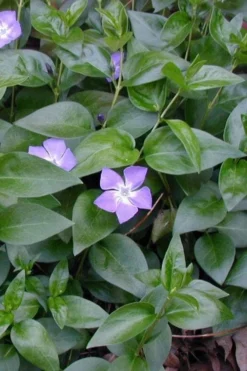 Bigleaf Periwinkle (Vinca Major) - 6 Pack Of Pint Pots -Plant Promotion Store vinca major bigleaf periwinkle 12
