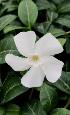 White Evergreen Periwinkle (Vinca Minor 'Alba') - 5 Pack Of Pint Pots -Plant Promotion Store vinca minor alba white evergreen periwinkle 1