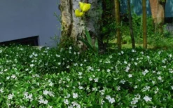 White Evergreen Periwinkle (Vinca Minor 'Alba') - 5 Pack Of Pint Pots -Plant Promotion Store vinca minor alba white evergreen periwinkle 6