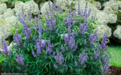 Blue Diddley Dwarf Chaste Tree - Vitex Agnus-castus - 3 Gallon Pot -Plant Promotion Store vitex agnus castus blue diddley 20