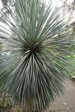 Big Bend Yucca Rostrata - 3 Gallon Pot -Plant Promotion Store yucca rostrata big bend beaked yucca 15