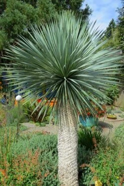 Big Bend Yucca Rostrata - 3 Gallon Pot -Plant Promotion Store yucca rostrata big bend beaked yucca 16