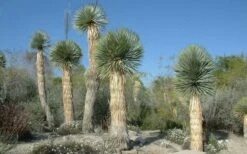 Big Bend Yucca Rostrata - 3 Gallon Pot -Plant Promotion Store yucca rostrata big bend beaked yucca 17