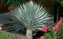 Big Bend Yucca Rostrata - 3 Gallon Pot -Plant Promotion Store yucca rostrata big bend beaked yucca 19