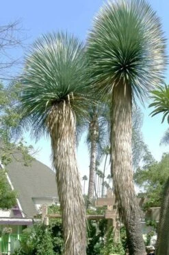 Big Bend Yucca Rostrata - 3 Gallon Pot -Plant Promotion Store yucca rostrata big bend beaked yucca 21