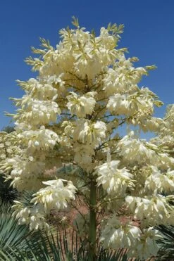 Sapphire Skies Big Bend Yucca Rostrata - 1 Gallon Pot 13 Sapphire Skies Big Bend Yucca Rostrata - 1 Gallon Pot -Plant Promotion Store yucca rostrata big bend beaked yucca 4 1