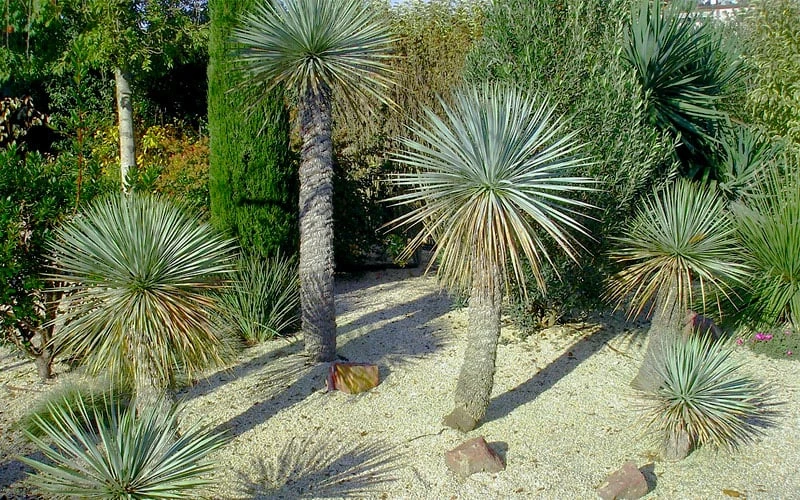 Sapphire Skies Big Bend Yucca Rostrata - 1 Gallon Pot 7 Sapphire Skies Big Bend Yucca Rostrata - 1 Gallon Pot - Image 7