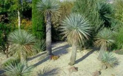 Big Bend Yucca Rostrata - 3 Gallon Pot -Plant Promotion Store yucca rostrata big bend beaked yucca 7