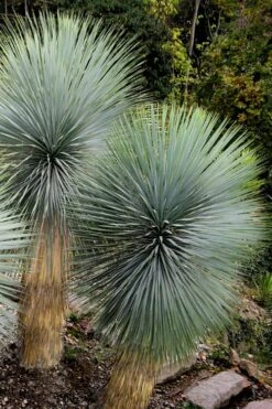 Big Bend Yucca Rostrata - 3 Gallon Pot -Plant Promotion Store yucca rostrata big bend beaked yucca 9
