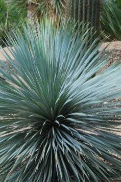 Sapphire Skies Big Bend Yucca Rostrata - 1 Gallon Pot 17 Sapphire Skies Big Bend Yucca Rostrata - 1 Gallon Pot -Plant Promotion Store yucca rostrata sapphire skies 4