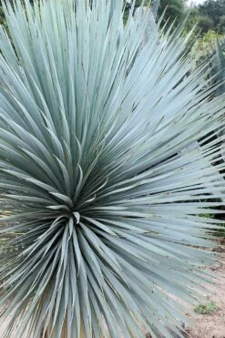 Sapphire Skies Big Bend Yucca Rostrata - 1 Gallon Pot 14 Sapphire Skies Big Bend Yucca Rostrata - 1 Gallon Pot -Plant Promotion Store yucca rostrata sapphire skies 7
