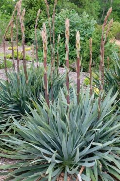 Silver Anniversary Yucca - 1 Gallon Pot -Plant Promotion Store yucca silver anniversary 1