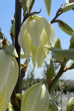 Silver Anniversary Yucca - 1 Gallon Pot -Plant Promotion Store yucca silver anniversary 2