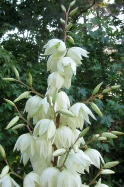Silver Anniversary Yucca - 1 Gallon Pot -Plant Promotion Store yucca silver anniversary 3