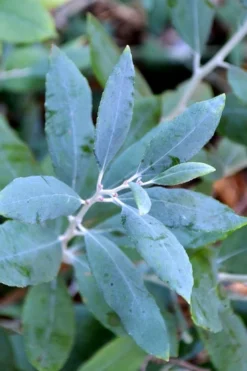 Woodlanders Blue Dusty Zenobia (Honeycup) - 3 Gallon Pot -Plant Promotion Store zenobia woodlanders blue 21