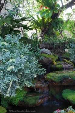 Woodlanders Blue Dusty Zenobia (Honeycup) - 3 Gallon Pot -Plant Promotion Store zenobia woodlanders blue 25