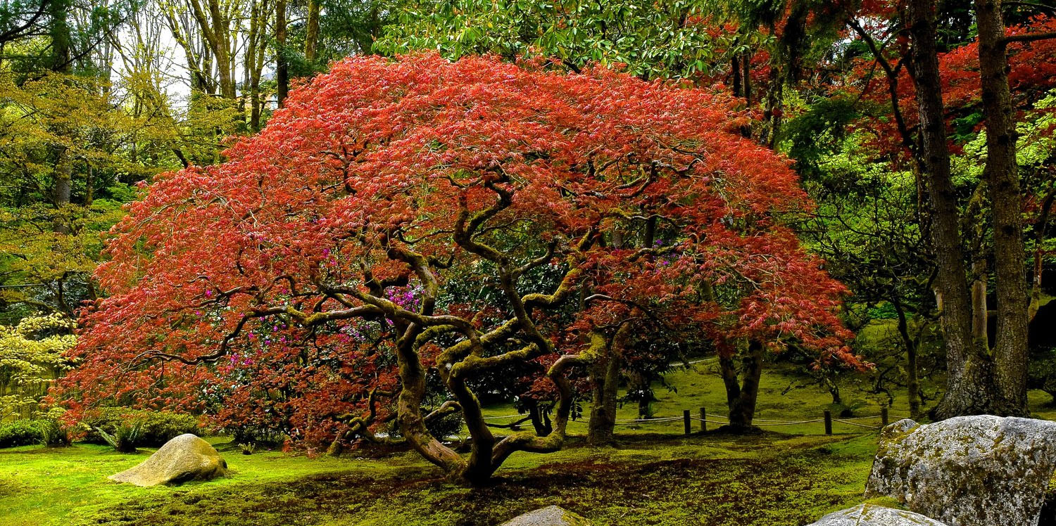 Plant Promotion Store 4 Plant Promotion Store -Plant Promotion Store 2